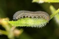 The larva of turnip sawfly Athalia colibri or rosae Royalty Free Stock Photo