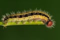 Larva on twig,:Hasora anura Royalty Free Stock Photo