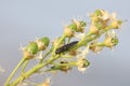 Larva of Two-spot ladybird or Adalia bipunctata on flowered bird cherry tree branch Royalty Free Stock Photo