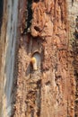 Larva of woodworm lives under pine bark. Common furniture beetle Royalty Free Stock Photo