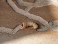 Larva of woodworm Royalty Free Stock Photo