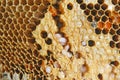 Larvae of bee in honeycomb Royalty Free Stock Photo