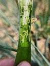 Larvae of Beet armyworm (Spodoptera exigua) is attacking on green onions.