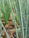 Larvae of Beet armyworm (Spodoptera exigua) is attacking on green onions.