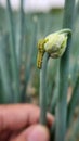 Larvae of Beet armyworm (Spodoptera exigua) is attacking on green onions.