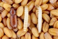 Larvae and beetle of confused flour beetle Tribolium confusum Royalty Free Stock Photo