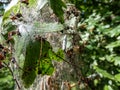 Larvae of the Bird-cherry ermine (Yponomeuta evonymella) in their cocoon in a white web on a tree Royalty Free Stock Photo