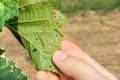 Larvae caterpillar eats hazelnut nut leaves close-up macro. Walnut garden pests Royalty Free Stock Photo