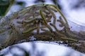 Larvae or caterpillars in Webbed silken nest of The fall webworm Hyphantria cunea is a moth