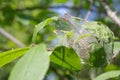 Cocoon caterpillars on the leaves of bird-cherry Royalty Free Stock Photo