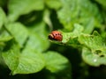 Larvae of a Colorado beetle on the leaves of a potato Bush.