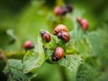 Larvae of a Colorado beetle on the leaves of a potato Bush.