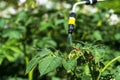 Larvae of the Colorado potato beetle on potato tops under a sprayer jet in a splashes of poisonous solution. Background Royalty Free Stock Photo