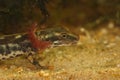 A larvae of the critically endangered Sardinian brook salamander, Euprocutus platycephalus