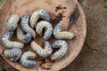 Rhynchophorus ferrugineus larvae food Royalty Free Stock Photo