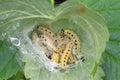 The larvae of the ermine moth in their communal larval web in a coiled leaf. Royalty Free Stock Photo