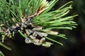Larvae of European pine sawfly (Neodiprion sertifer)