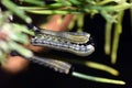 Larvae of European pine sawfly (Neodiprion sertifer)