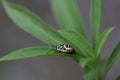 larvae of a eurydema ornata shield bug Royalty Free Stock Photo