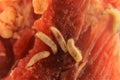 Larvae of flies on meat. Housefly, Musca domestica, maggot. maggots, larva. Bug