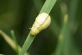 Larvae of Ladybird beetle, Clitostethus arcuatus,  Satara, Royalty Free Stock Photo