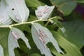 Larvae of the leaf wasp on salomon`s seal plant