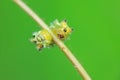 The larvae of the moth are found on wild plants in North China Royalty Free Stock Photo