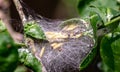 larvae of moths protected by a spider web they produce, are voracious and considered parasites if in large numbers they can dest.