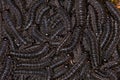 Larvae of pergid sawflies - Perreyia lepida - black texture Royalty Free Stock Photo