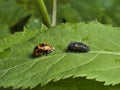 Larvae and pupa of ladybird