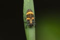 Larvae of red lady bird beetle, Coccinella magnifica, Satara Royalty Free Stock Photo