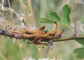 The larvae of red worms insects on a young twig of hawthorn