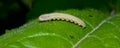 Larva of a sawfly on the leaf of a plant