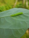 Larvae soybean looper damage on black bean In Viet Nam Royalty Free Stock Photo