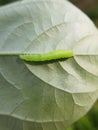 Larvae soybean looper damage on black bean In Viet Nam Royalty Free Stock Photo