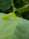 Larvae soybean looper damage on black bean In Viet Nam Royalty Free Stock Photo