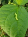 Larvae soybean looper damage on black bean In Viet Nam Royalty Free Stock Photo