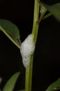 Larvae of Spittlebug, Clovia punctata, Pune, Maharashtra