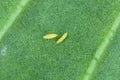 Larvae of tiny thrips on the underside of the leaves