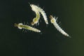 Larvae of Yellow fever mosquitoe, Haemagogus leucocelaenus, satara, Maharashtra Royalty Free Stock Photo