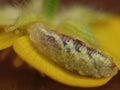 larvae on yellow flower Royalty Free Stock Photo