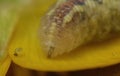 larvae on yellow flower