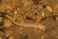 Larval Blue Ridge Red Salamander