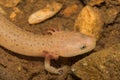 Larval Blue Ridge Red Salamander