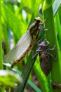 Larval dragonfly grey shell. Nymphal exuvia of Gomphus vulgatissimus. White filaments hanging out of exuvia are linings of Royalty Free Stock Photo