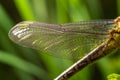 Larval dragonfly grey shell. Nymphal exuvia of Gomphus vulgatissimus. White filaments hanging out of exuvia are linings of Royalty Free Stock Photo