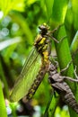 Larval dragonfly grey shell. Nymphal exuvia of Gomphus vulgatissimus. White filaments hanging out of exuvia are linings of Royalty Free Stock Photo