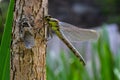 Larval dragonfly grey shell. Nymphal exuvia of Gomphus vulgatissimus. White filaments hanging out of exuvia are linings of Royalty Free Stock Photo