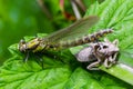 Larval dragonfly grey shell. Nymphal exuvia of Gomphus vulgatissimus. White filaments hanging out of exuvia are linings of Royalty Free Stock Photo