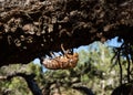 Exoskeleton of a larval cicada